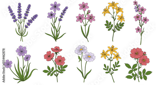 Floral botanical vector illustration: wildflowers collection for design, print, card, poster in flat style