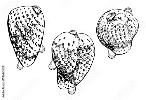 Strawberry ripe fruit in water dew drops wet moist hand drawn in vector ink, garden berry strasberry. Botanical isolated illustration. Home preserves, grocery food packaging, cosmetics refreshments