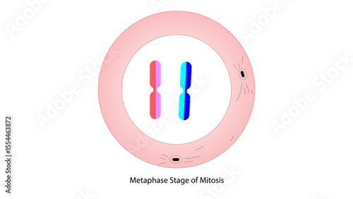 The image you’ve shared depicts a cell undergoing mitosis, specifically the metaphase stage. Here are the key features supporting this identification.