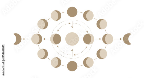 Moon phases cycle vector illustration for educational design in minimalist flat style
