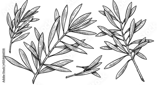 Botanical study leaves vector illustration for nature design in hand drawn style