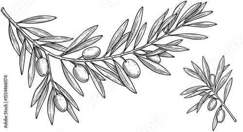 Olive branches vector illustration, hand drawn style, perfect for print and poster design