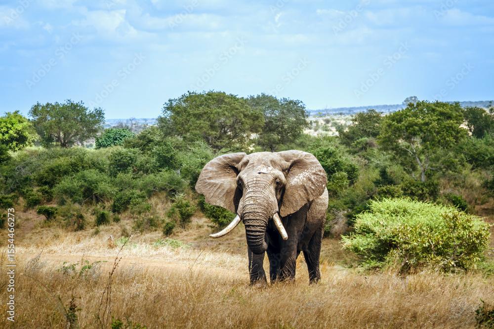 Fototapeta premium African bush elephant big tusker front view in savannah in Kruger National park, South Africa ; Specie Loxodonta africana family of Elephantidae