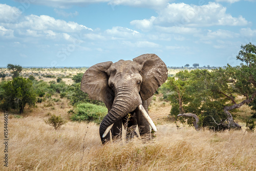 Angy african bush elephant big tusker front view in savannah in Kruger National park, South Africa ; Specie Loxodonta africana family of Elephantidae