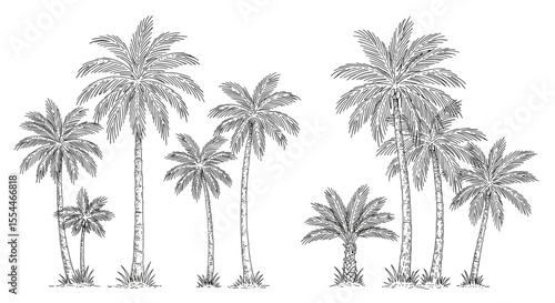 Tropical palm trees line vector illustration for design, card, poster