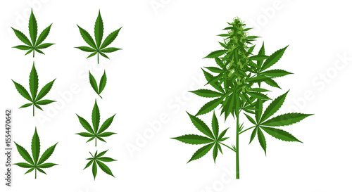 Cannabis plant study vector illustration for educational use - flat botanical design