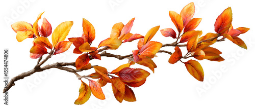 autumn leaves isolated on white