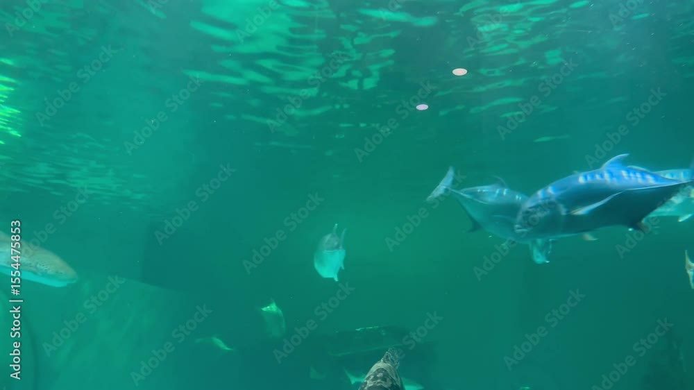 Trevally fishes, giant groupers and others swimming in a large aquarium. Trevally fishes, giant groupers and others swimming in a large aquarium.