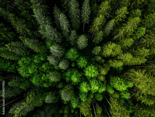 Dense green canopy of treetops view