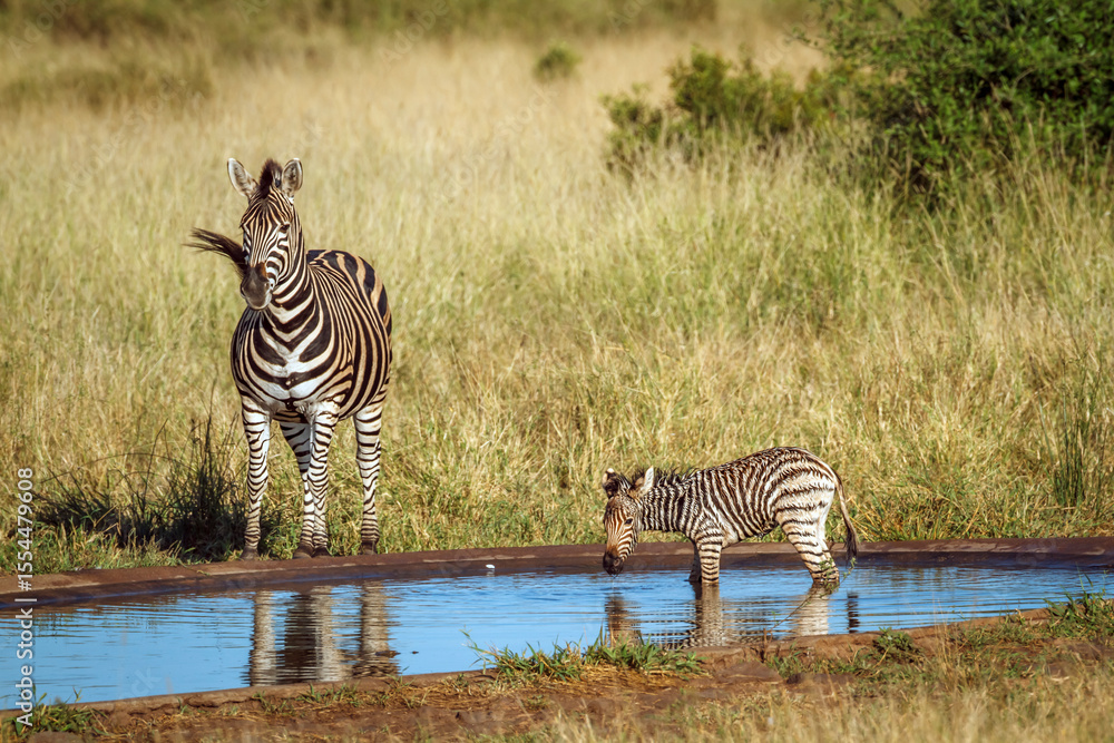 Naklejka premium Plains zebra female with tiny cub at waterhole in Kruger National park, South Africa ; Specie Equus quagga burchellii family of Equidae