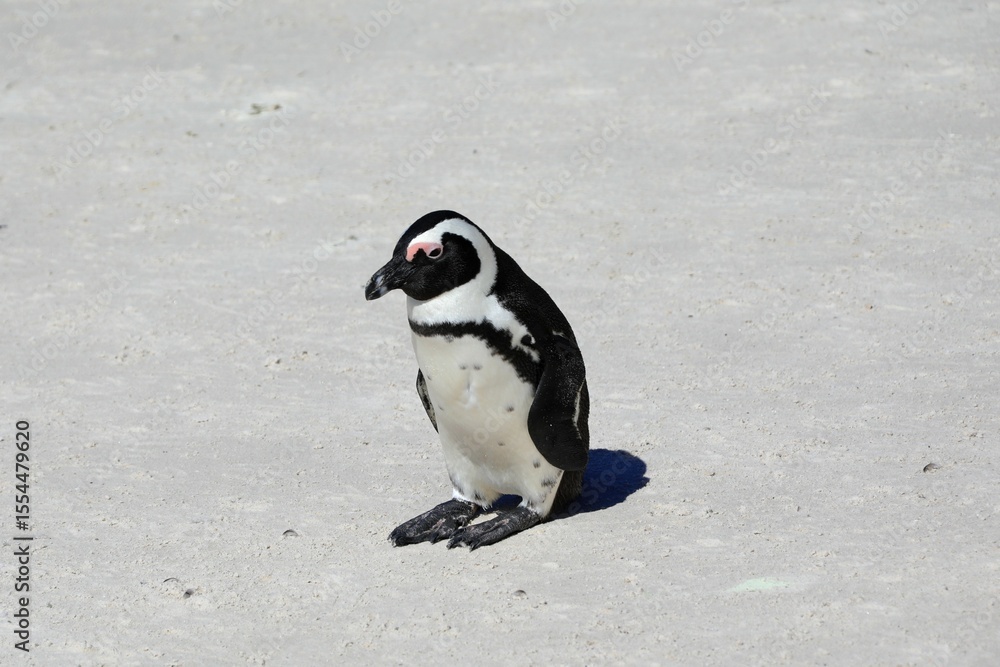 Obraz premium African penguin standing on a bright sandy beach, captured in natural daylight in its coastal habitat in South Africa.