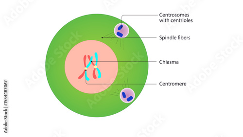 This labeled diagram represents Prophase I of Meiosis, highlighting key structures involved in crossing over and chromosome organization
