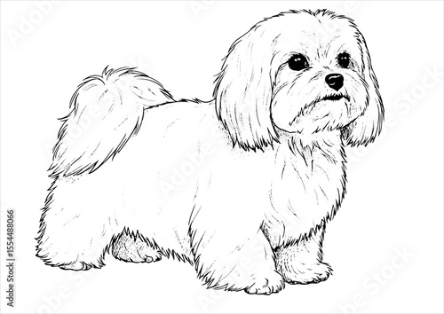 maltese dog pet portrait engraving intricate retro hand drawn style line art black and white vector illustration, isolated on white background