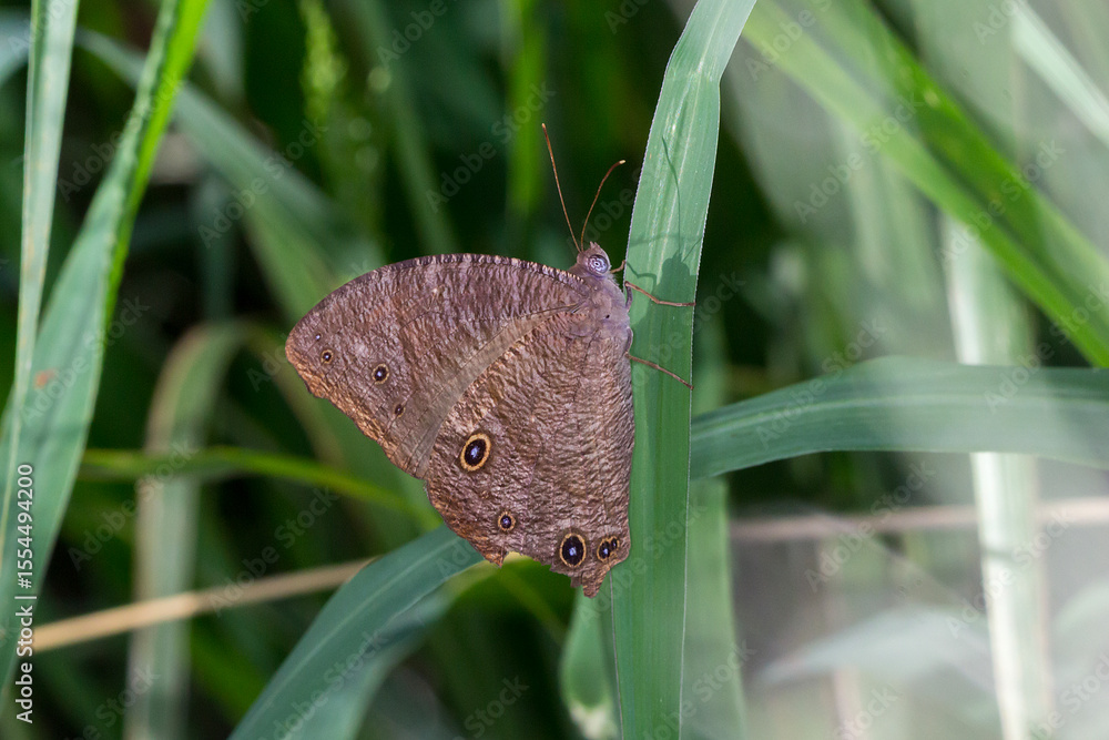 Fototapeta premium Brown Butterfly Blending into Grass with Eyespot Wing Markings