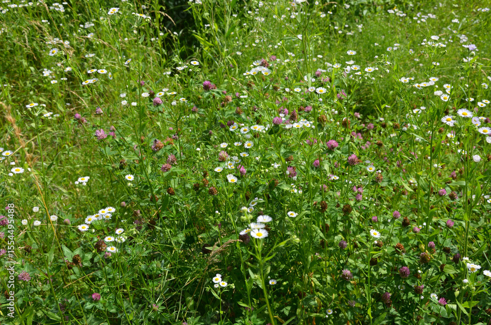 Fototapeta premium white flowers in the meadow