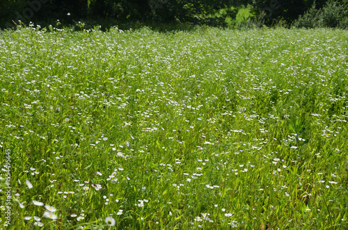 Stenactis annua (Erigeron annuus)
