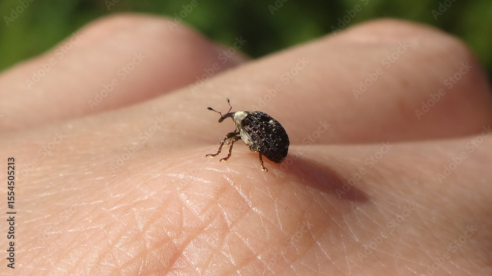Obraz premium Figwort weevil (Cionus scrophulariae) sitting on human hand