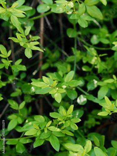 Wallpaper Mural A natural background of fresh green leaves in spring. A close-up texture of dense foliage in soft daylight, perfect for eco-friendly, botanical, and nature-themed designs. Torontodigital.ca