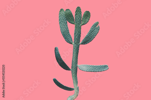 Large Opuntia Cactus in Blue Green Tone Color on Pink Background, Creative Colorful Summer Concept