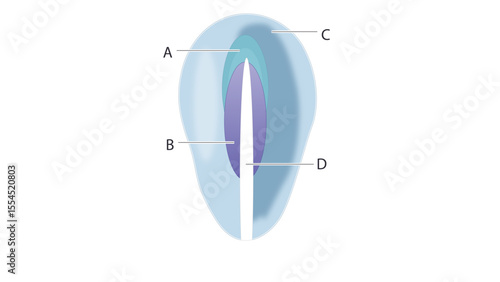 This diagram shows the trilaminar embryonic disc formed during gastrulation, highlighting the three primary germ layers: ectoderm (A), mesoderm (B), and endoderm (C). The primitive streak (D) 