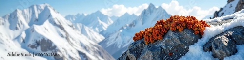 Lichen growing on a boulder in Karakoram range, high altitude, karakoram range, snow
