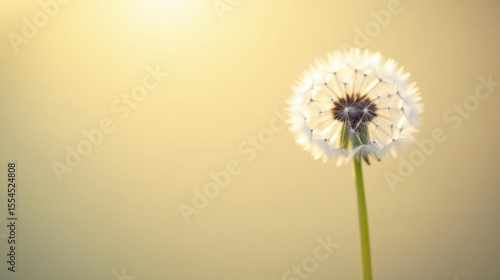 A solitary dandelion seed head basks in the warm glow of a setting sun, its delicate seeds poised for flight on a gentle breeze.