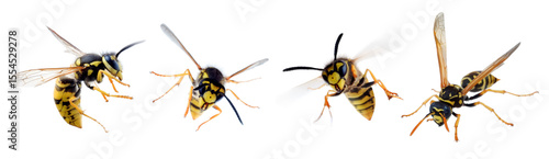 Fotografie Insect wasp in different positions isolated on white background