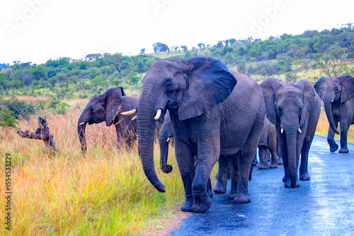A herd of elephants crosses the asphalt road -  Hluhluwe-Imfolozi Game Reserve National Park - South Africa. 
