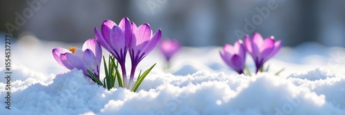 delicate purple crocus flowers emerging from snow , winter blooming flowers snow, frozen landscape, floral
