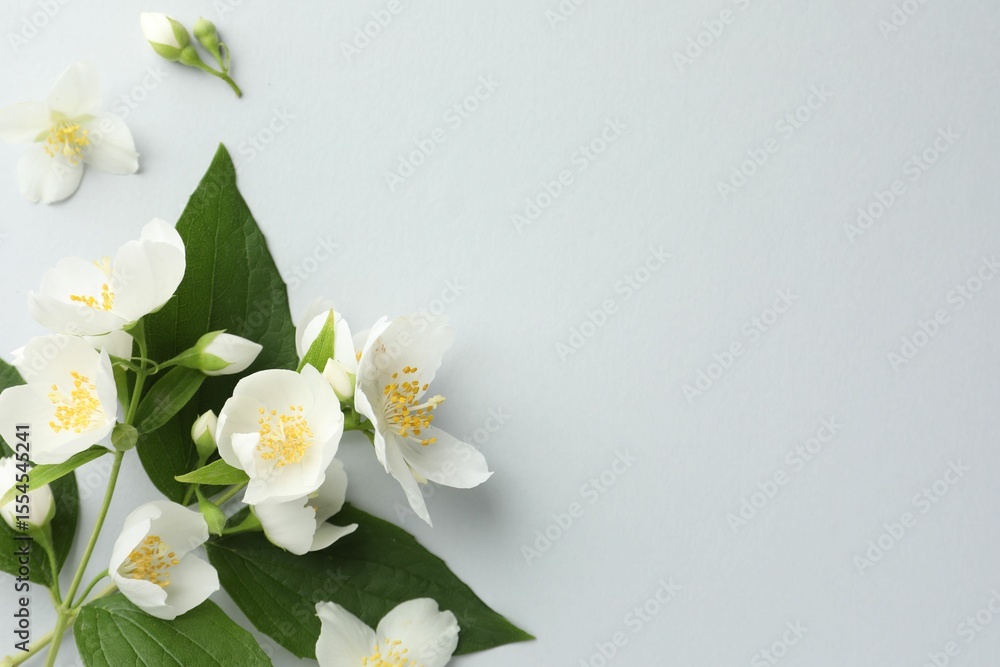 Obraz premium Beautiful jasmine flowers with leaves on light background, flat lay. Space for text