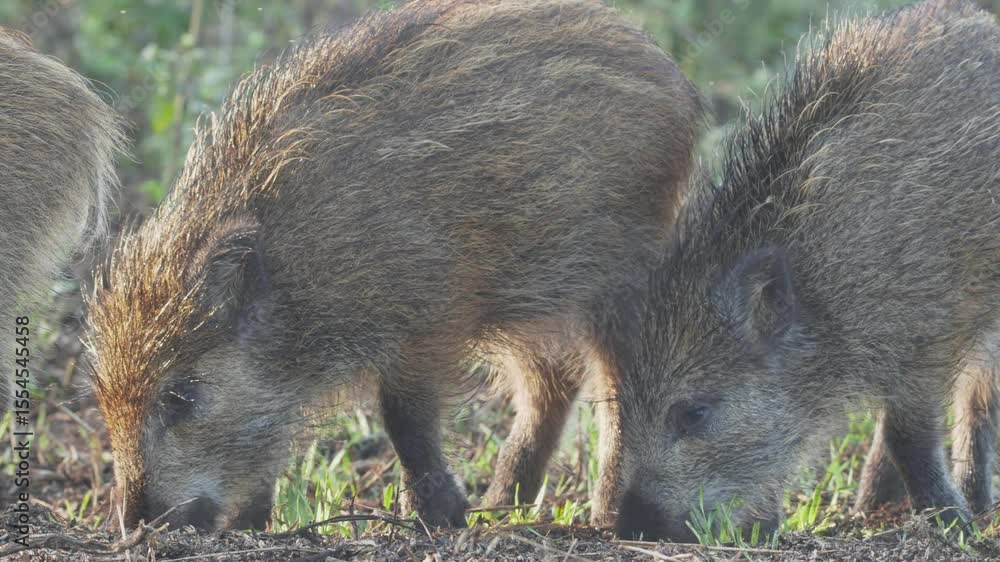 Wild boar or wild pig wild animals feeding Sus scrofa Wild boar or wild pig wild animals feeding Sus scrofa
