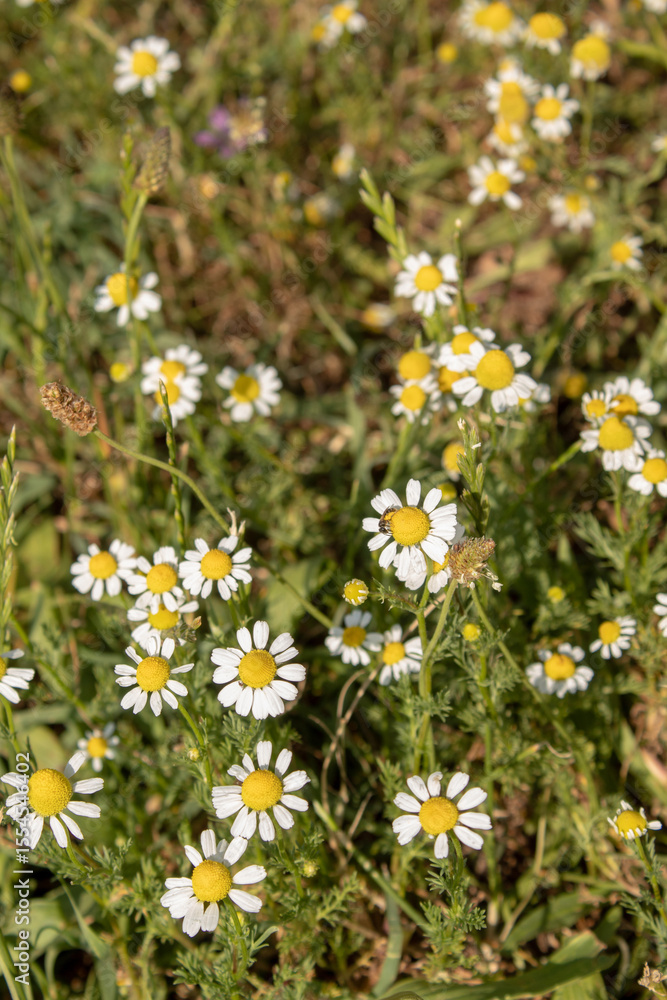 Obraz premium Chamomile in the grass sunny day. Background nature