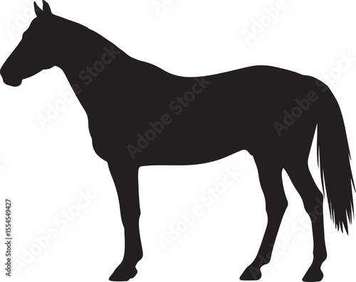  Cuban Paso horse in silhouette vector pure white background.