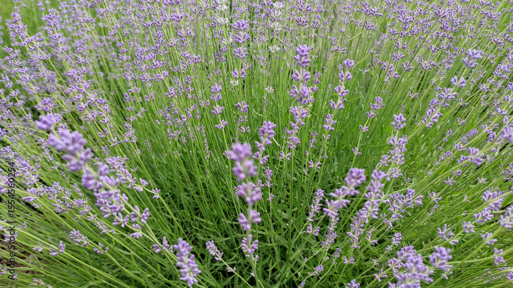 Obraz premium Natural scene of purple lavender flowers in full bloom with rich greenery, perfect for wellness and herbal concepts