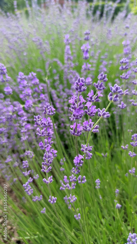 Obraz premium Close-up of fresh lavender blossoms in summer sunlight, evoking aromatherapy and peaceful outdoor atmosphere