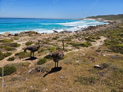 Two ostriches are standing in a field near the ocean. The field is covered in grass and there are rocks in South Africa