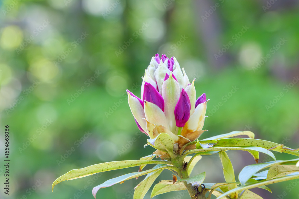 Fototapeta premium 咲き始めのシャクナゲの蕾とやわらかな緑の背景