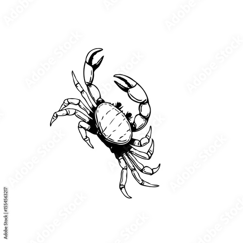 Detailed crab illustration showcasing intricate line work on white backdrop offering graphic design possibilities with elegance