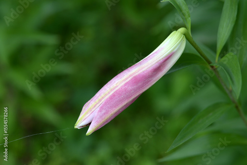 ユリ・ロビナの蕾