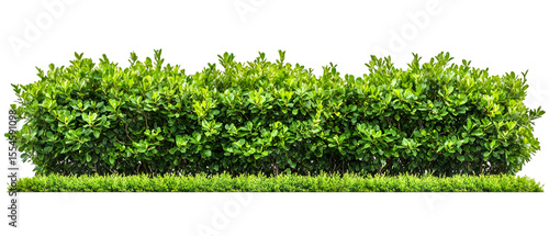Lush green hedge row with fresh leaves isolated on black offers design flexibility for garden and landscape compositions, transparent background