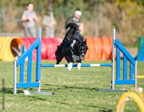A spirited Border Collie effortlessly leaps over a vibrant blue agility hurdle during a sunny outdoor competition. A dynamic scene of canine athleticism.