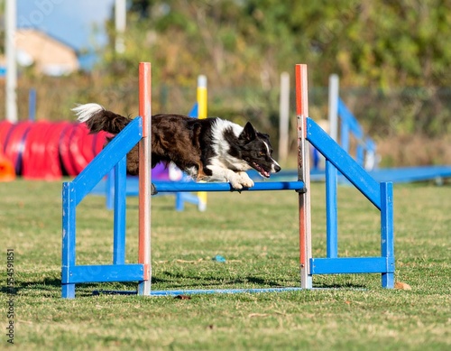 A focused Border Collie leaps gracefully over a blue agility hurdle during an outdoor competition, embodying athleticism and precision. Capturing energy and spirit of canine sports.