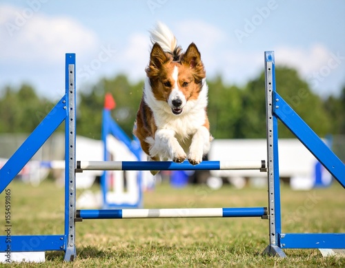 A Border Collie gracefully leaps over a vibrant blue agility jump, showcasing its athleticism, agility, and joy in this captivating action shot.