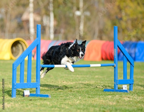 A border collie leaps gracefully over a blue agility hurdle, showcasing its athleticism and focus on a green field with tunnel in distance.
