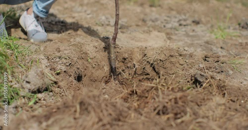 Wallpaper Mural Close-up hand of female gardener is planting a young maple tree in the ground outdoors in the background of the house. Ecology concept. Torontodigital.ca