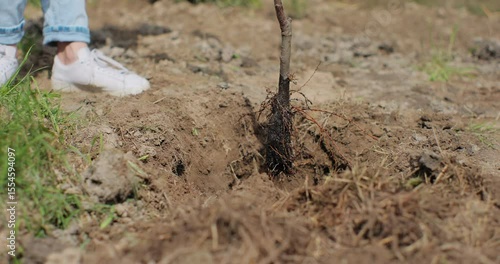 Wallpaper Mural Close-up of unrecognizable woman planting a tree in the home garden. The female plants a young sapling tree. Close-up of young women hand. Gardener job. eco. Torontodigital.ca