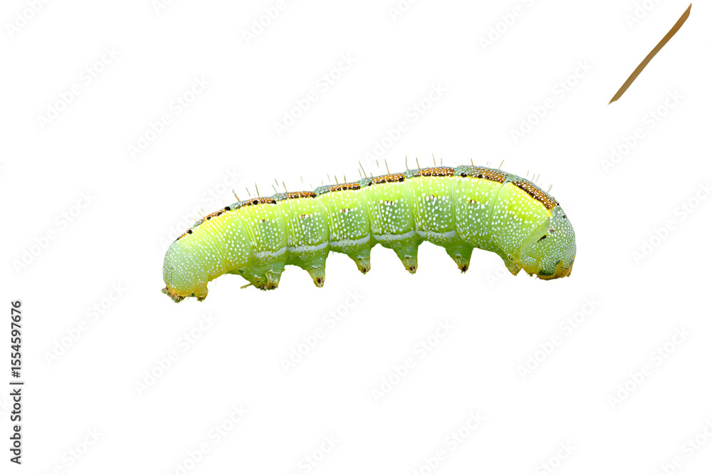 Obraz premium Green Caterpillar Closeup Insect Larva, Nature, Macro Photography