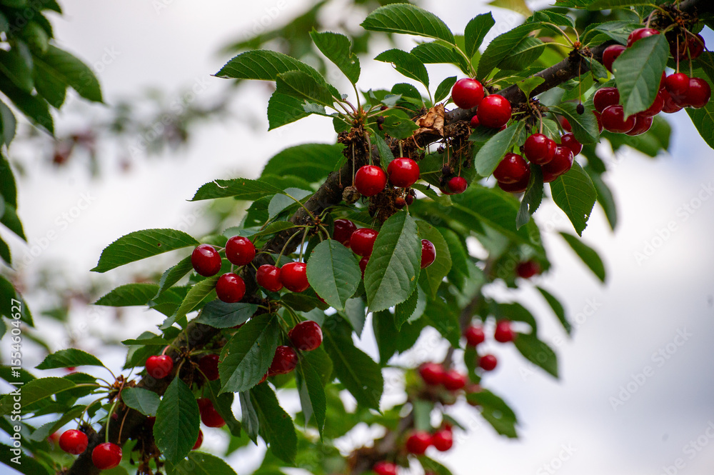 Fototapeta premium red cherries on a branch