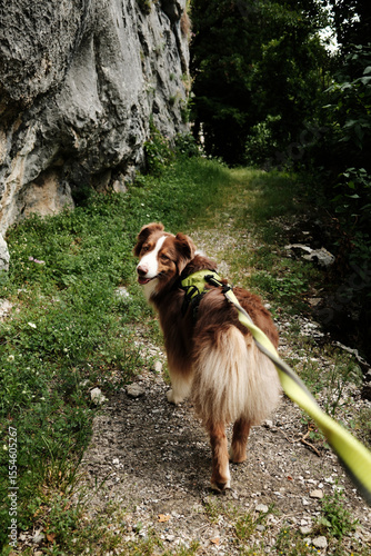 Brown fluffy Australian Shepherd on a forest trail in Lazarev Canyon, Serbia, rear view, looking back. Surrounded by rocks and greenery, ready for adventure. Hiking with pet concept.