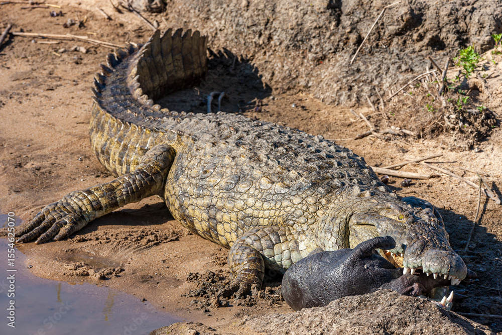 Fototapeta premium South Africa, Kruger National Park, Nile Crocodile (Crocodylus niloticus)